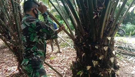 foto kelapa sawit Sampai tahun 2013 tercatat luas tanam kelapa sawit di Provinsi Kalimantan Selatan mencapai 353